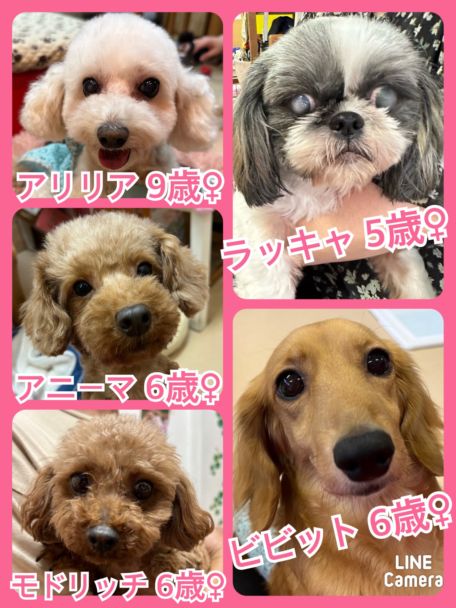 🐾今日の里親様募集中ワンコ🐶メンバーです🐾2023,9,30【保護犬カフェ天神橋店】